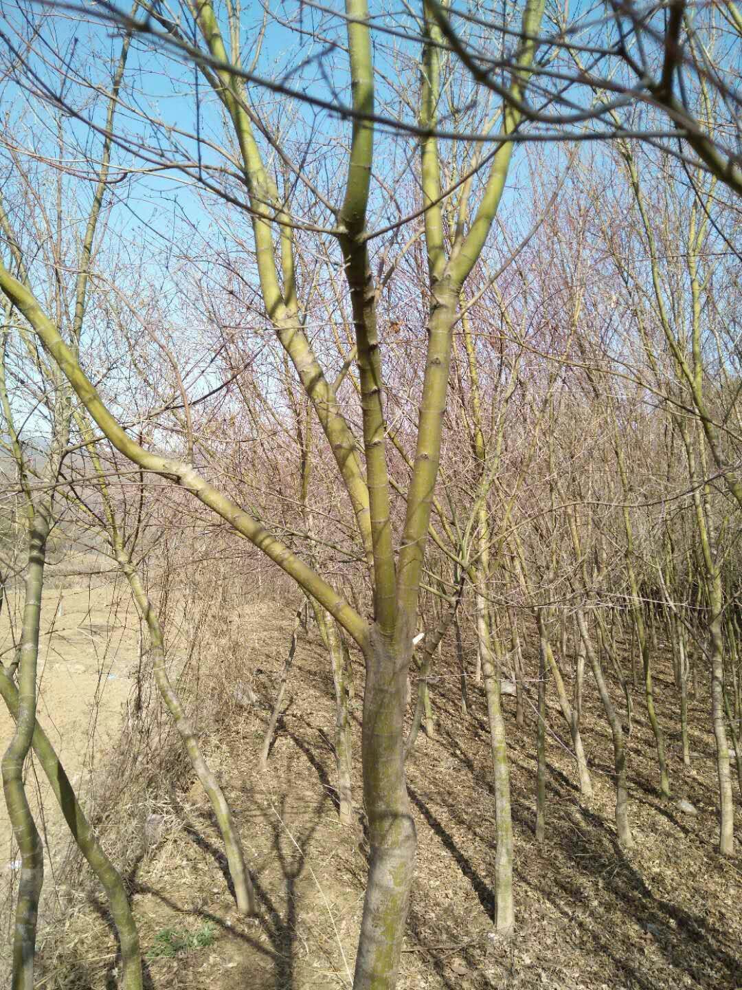 深红细叶鸡爪槭