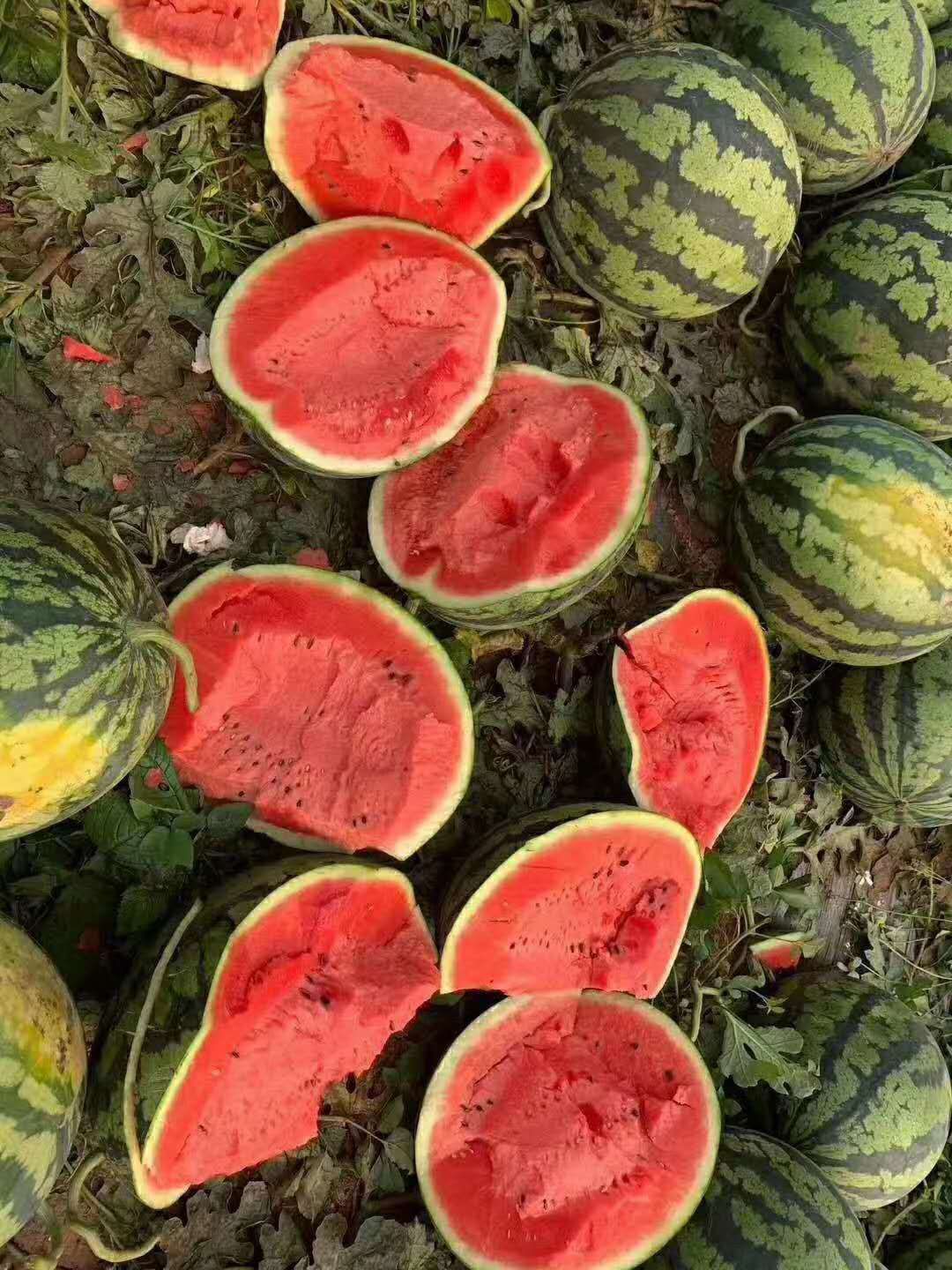  山东莘县甜王西瓜，瓜甜量大