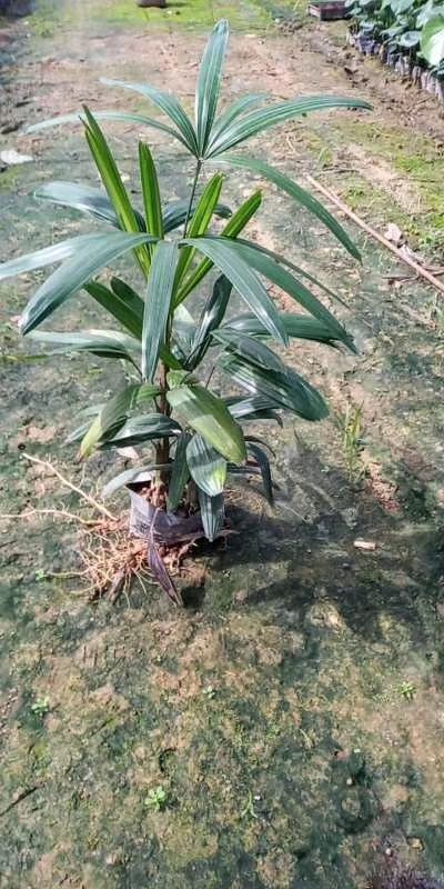 漳州 棕竹