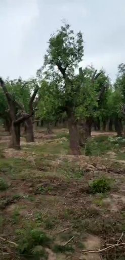 金丝小枣树苗 百年古枣树原产地直销直销