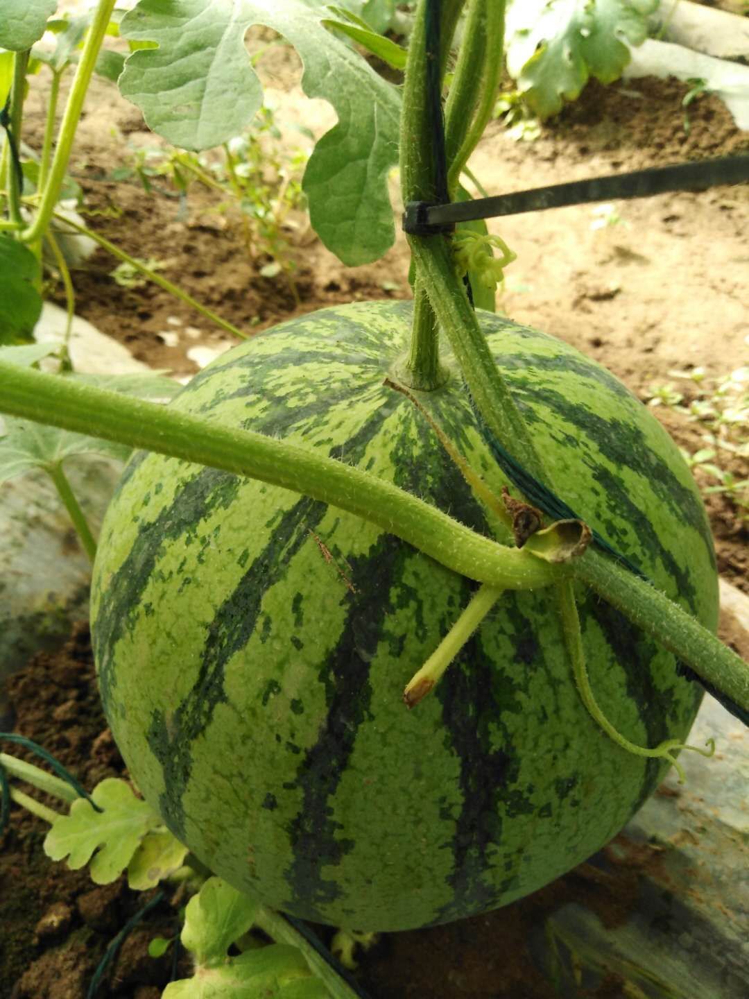 8424西瓜 礼品小吊瓜，粉红沙宝，8424，