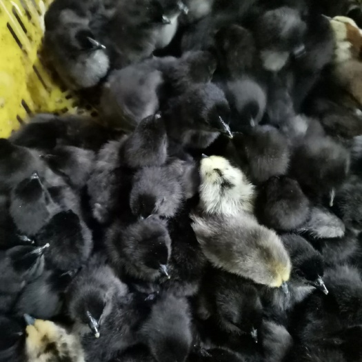 南宁乌骨鸡苗厂家直销包疫苗
