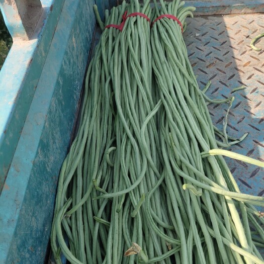 莘县长豇豆 40cm~70cm
