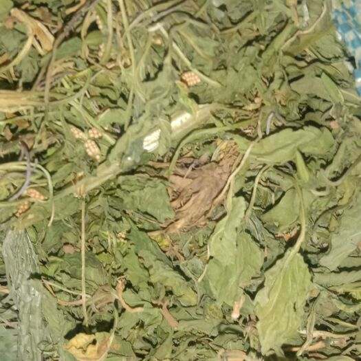潼关县苦地丁 紫花地丁产地