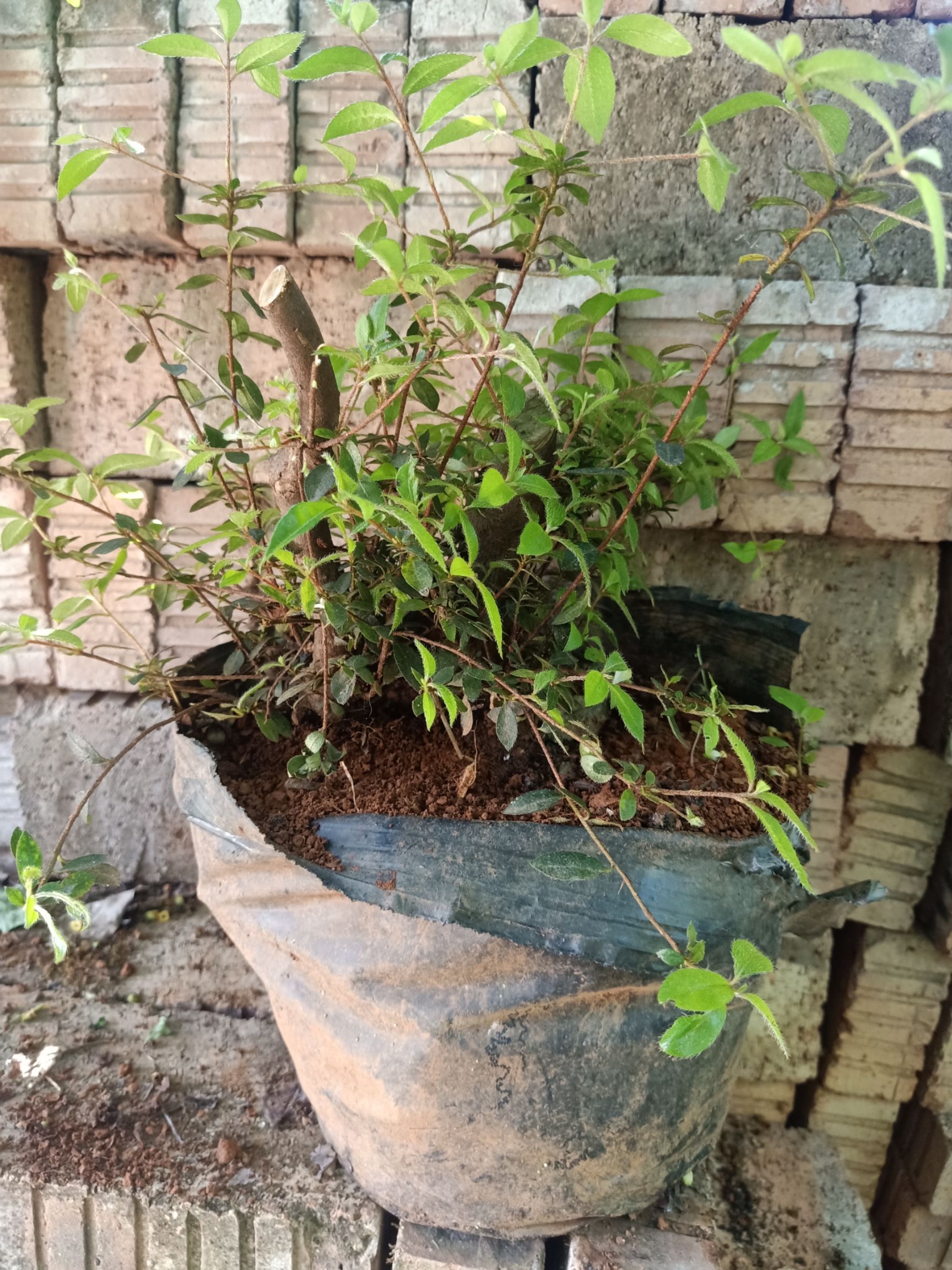  映山红紫色花