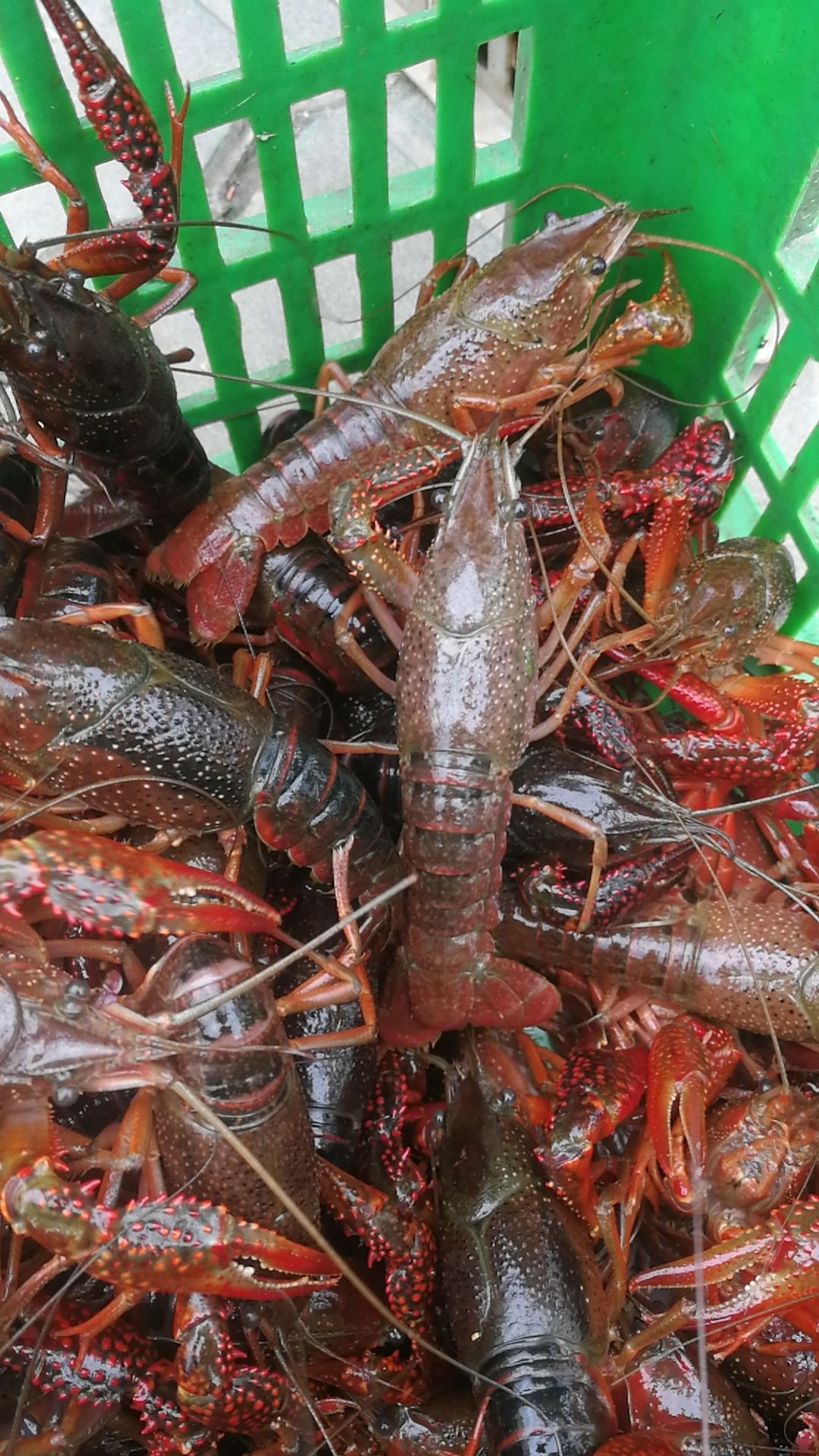  洪湖清水小龙虾稳定供货