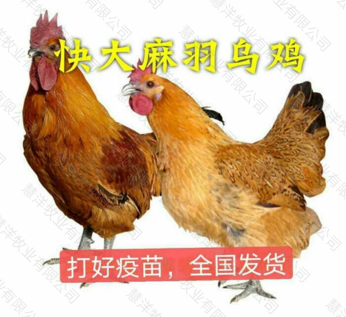 乌骨鸡苗  快大型麻羽乌鸡苗  质量可靠  包打出壳疫苗 诚