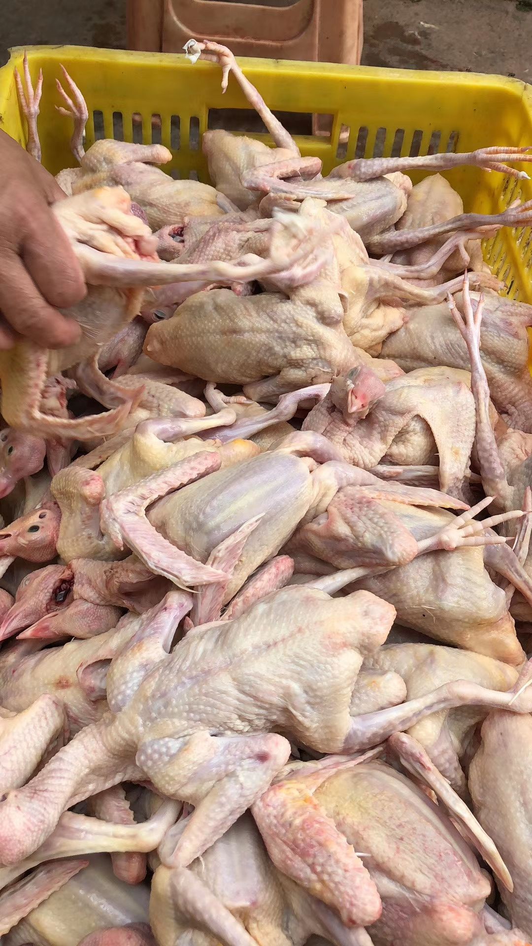 鸽肉  乳鸽次鸽