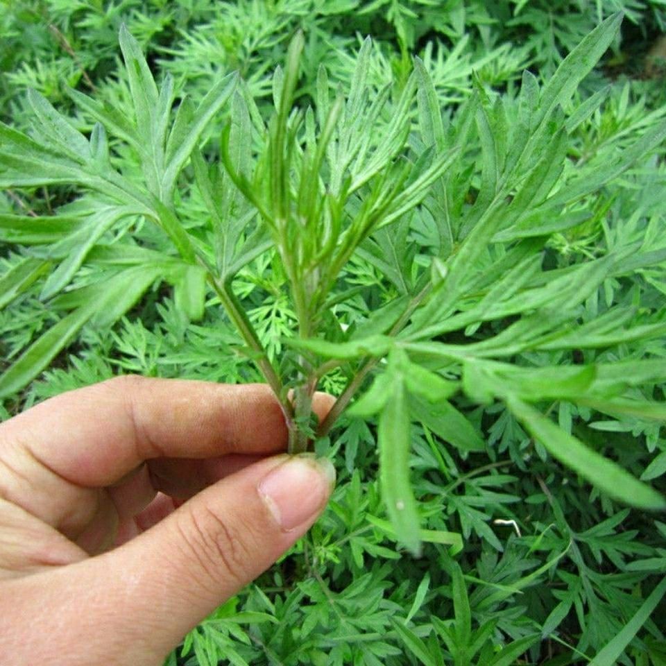  艾草种子四季种植食用艾种籽香艾草驱蚊虫易种易活香草植物。