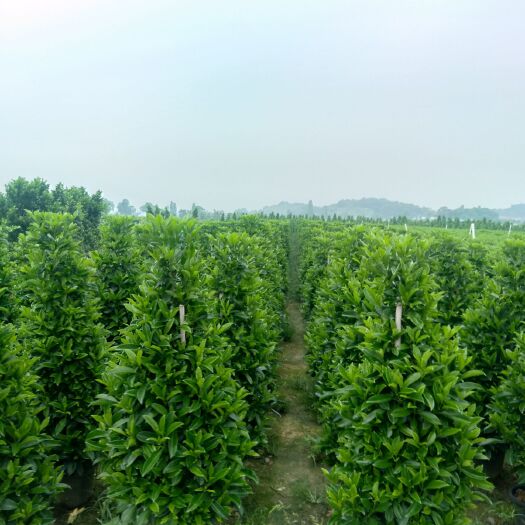 肇庆非洲茉莉 塔型茉莉。