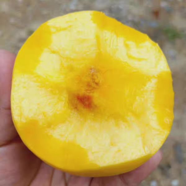 黄油桃苗嫁接桃树苗黄桃树苗南方北方种植当年结果树苗