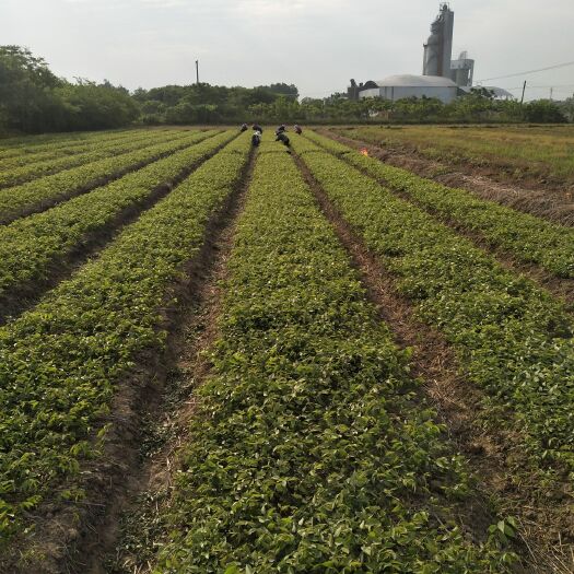 常州小叶榉树  榉树小苗（当年苗），优质榉树小苗，优价供应。