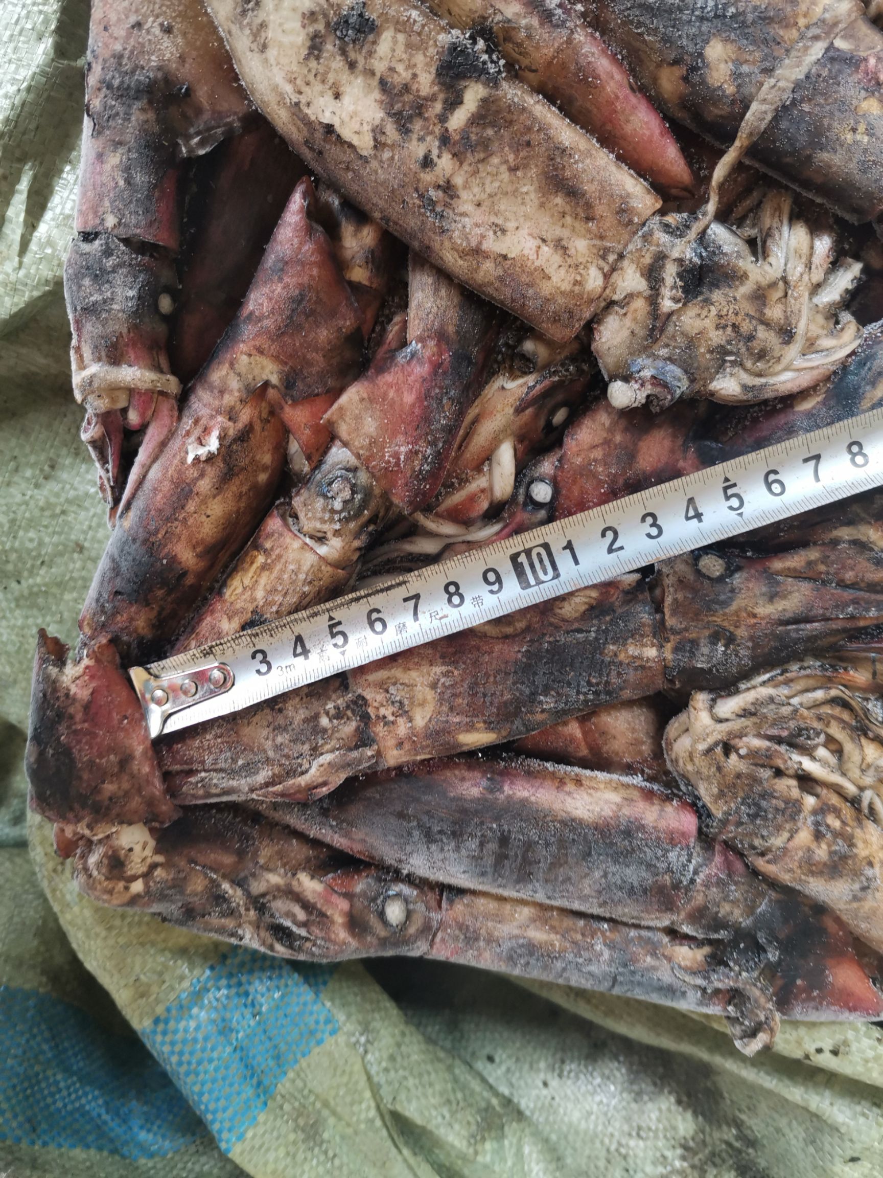  南海鱿鱼（现货出售）