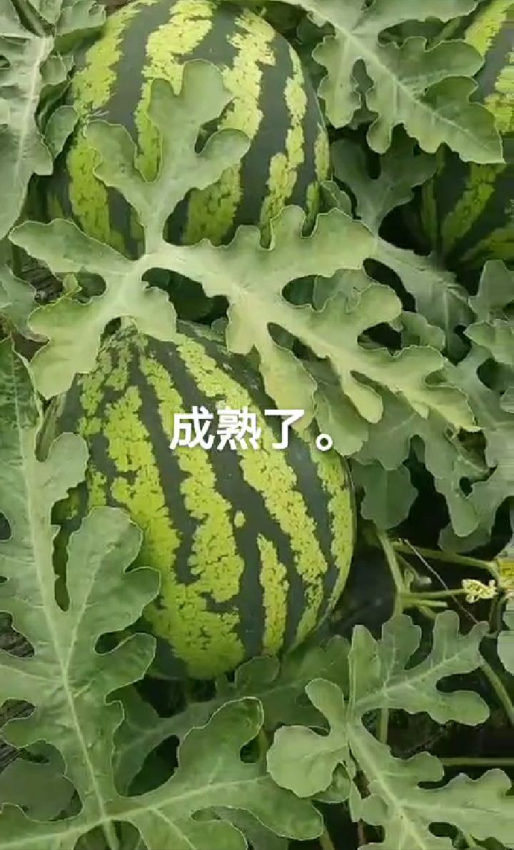  盖县西瓜大量上市