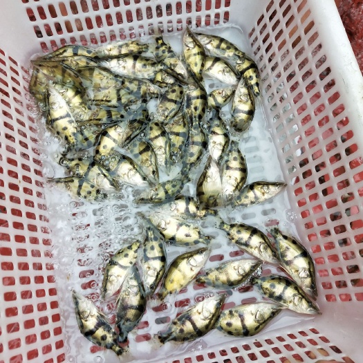 沭阳县翘嘴鳜 人工养殖