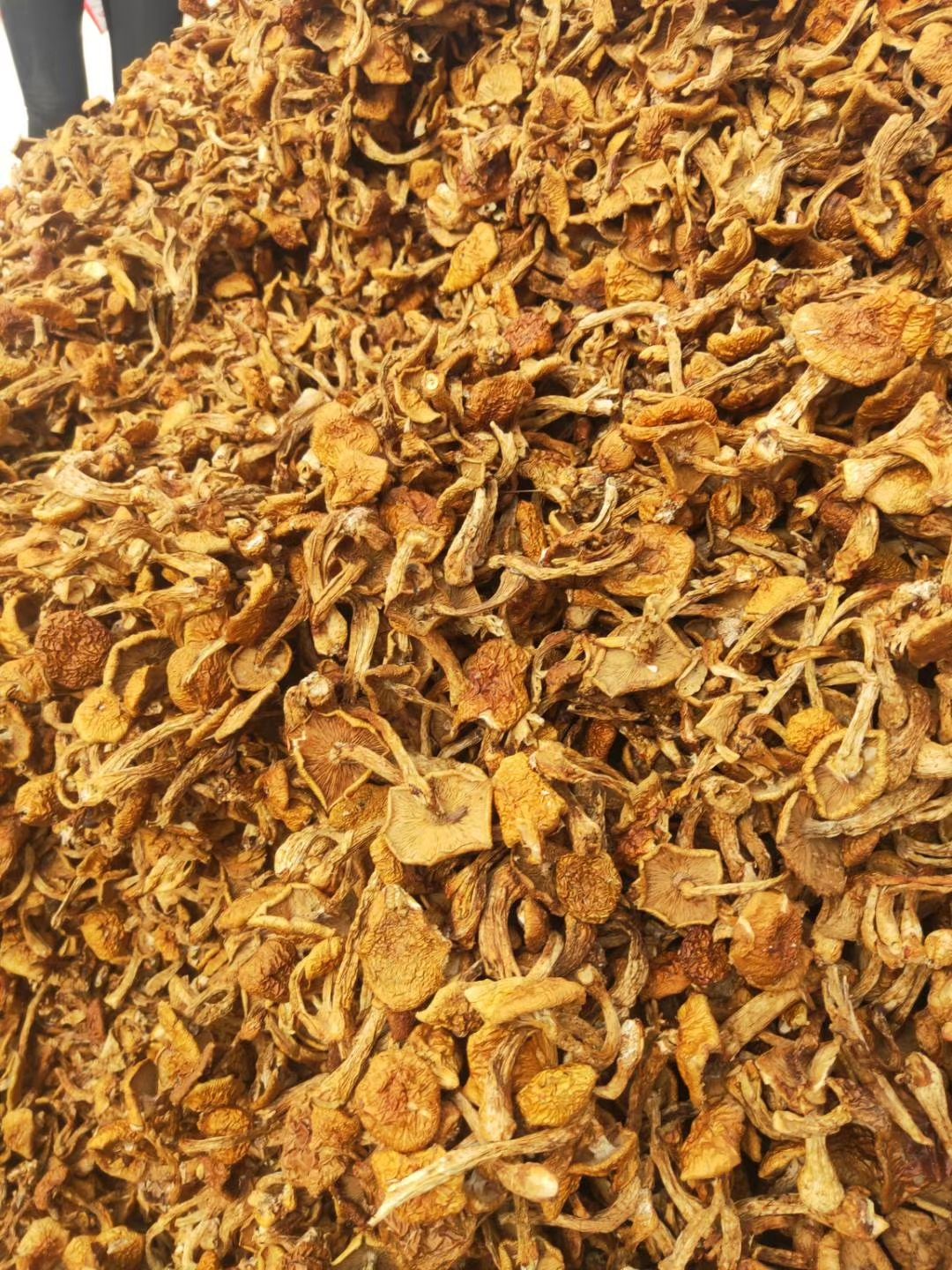 滑子菇菌种 滑子菇菌类的一种大量现货
