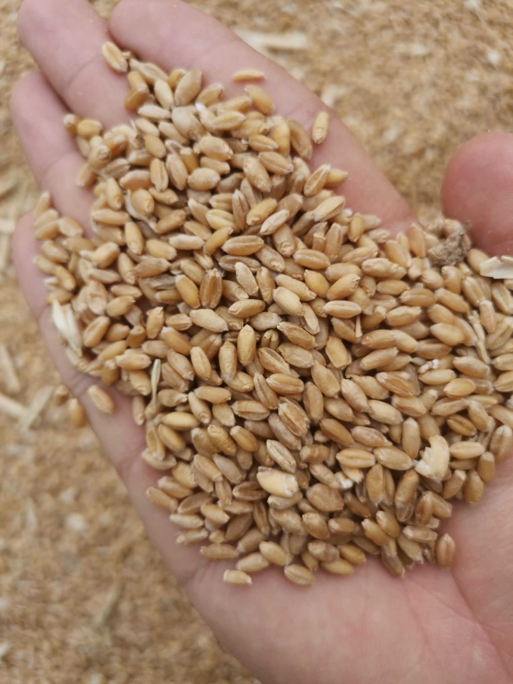 普通小麦 民以食为天，粮食质量饱满，容重高！质量保证