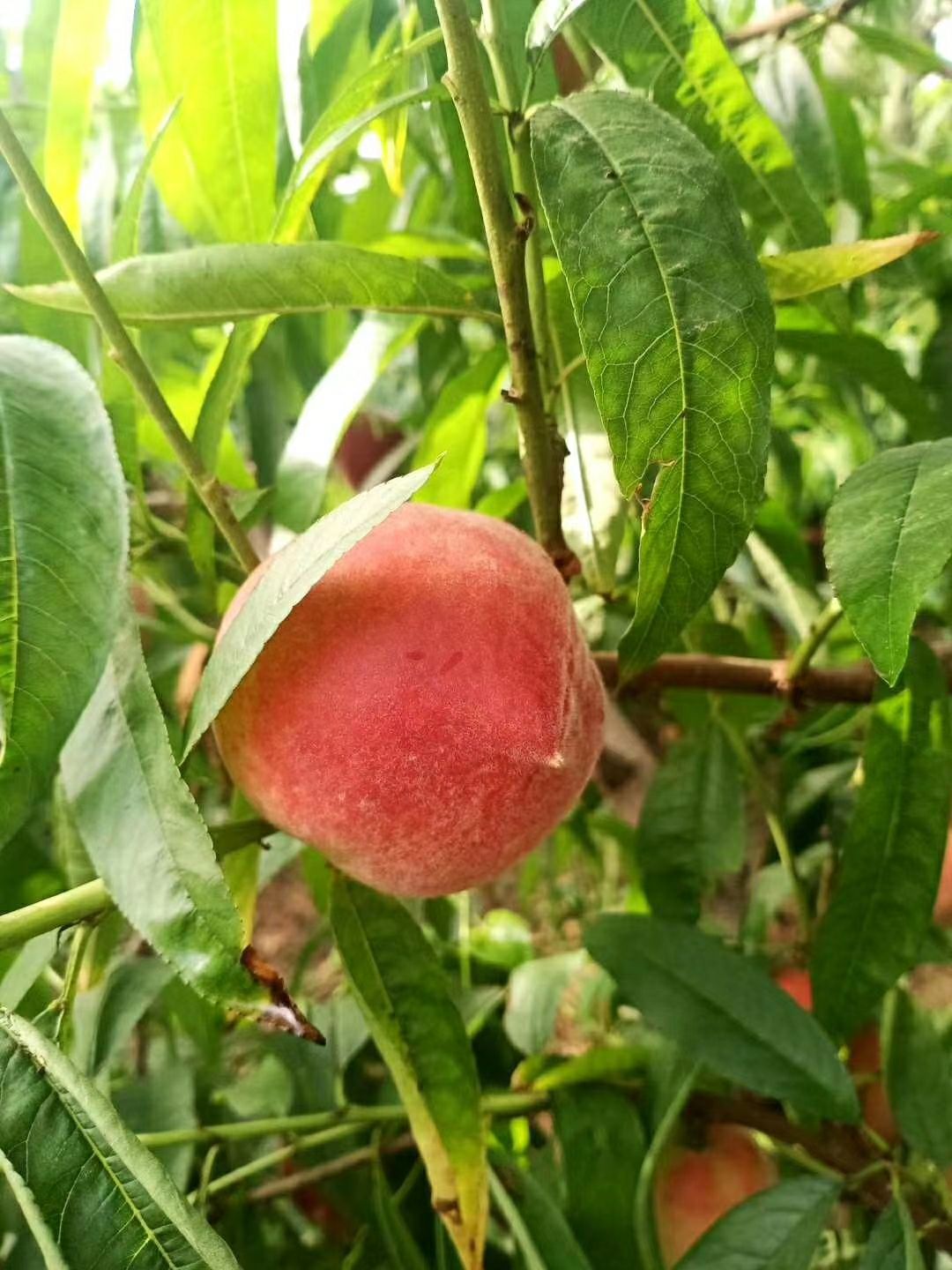  陕西水蜜桃来袭