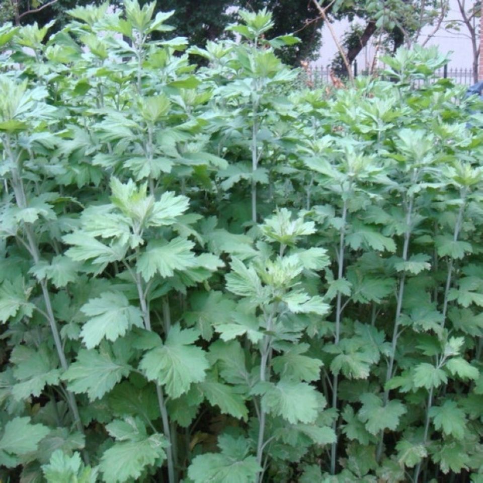  艾草种子四季种植食用艾种籽香艾草驱蚊虫易种易活香草植物。