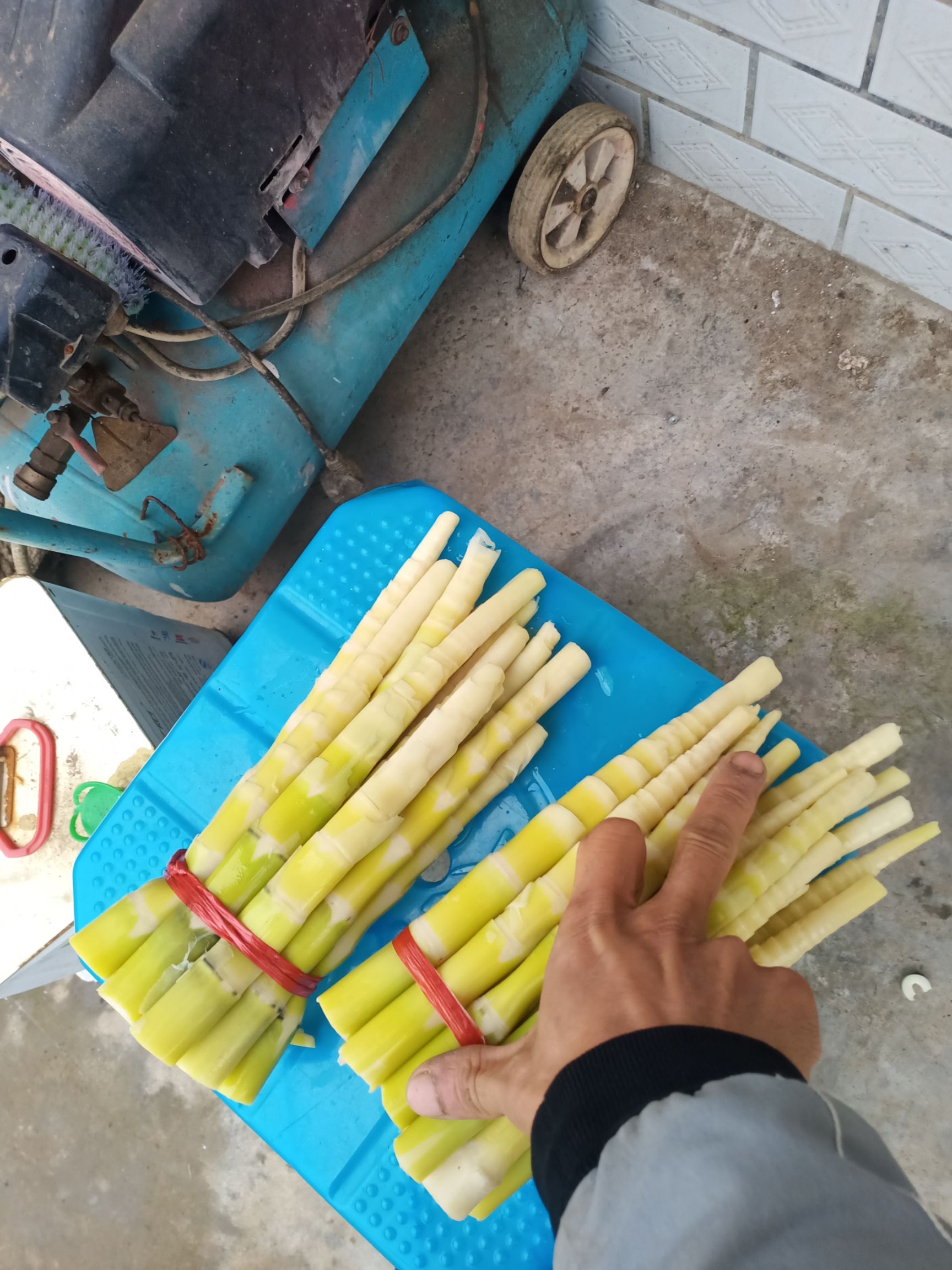 水竹笋，大量出货中，有需要的老板欢迎祥谈