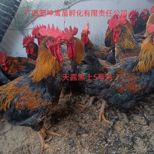 南宁 土鸡，黑土鸡苗，天露黑土5号鸡苗