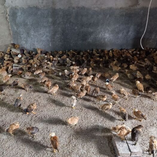 衡阳麻羽高产绿壳蛋鸡苗 麻羽高产绿壳蛋鸡脱温苗 包运输包路途成活包前期疫苗