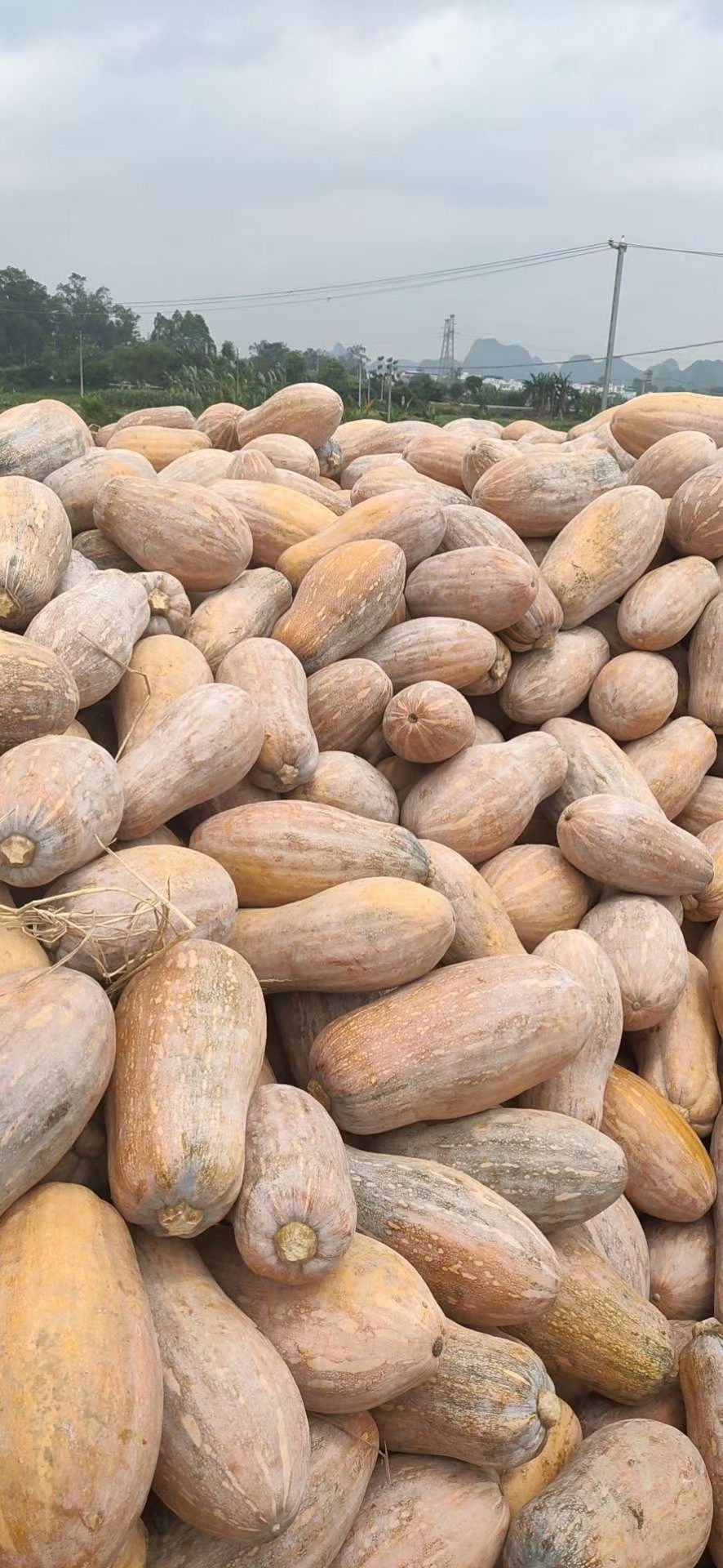  广西密本南瓜大量供应，常年发货南瓜