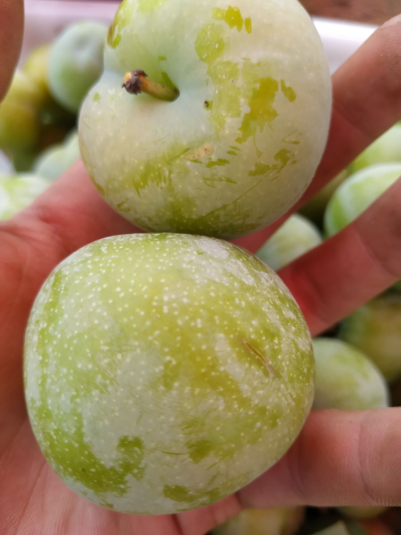  四月李正是上市了  要的朋友可以下单了