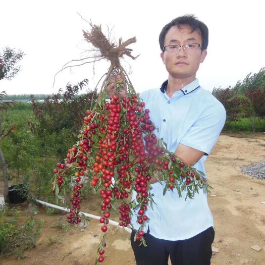 泰安 钙果苗 好种好管理  包产量 包回收 当年种当年结果