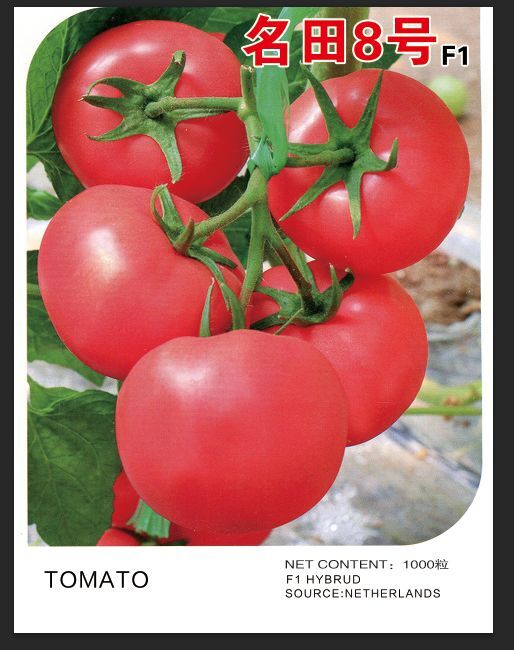 昆明大粉果西红柿番茄种子，硬粉，抗病强耐热产量高，抗ty病毒