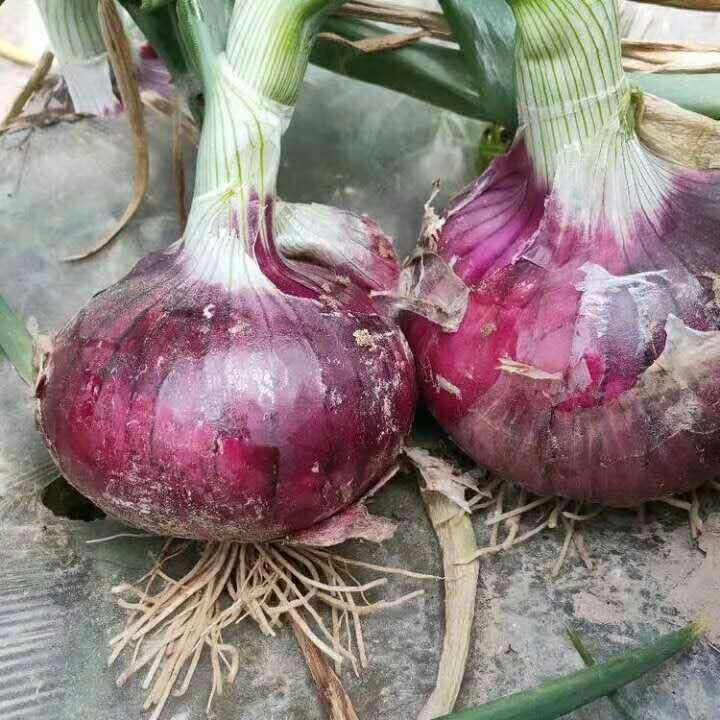 精品洋葱