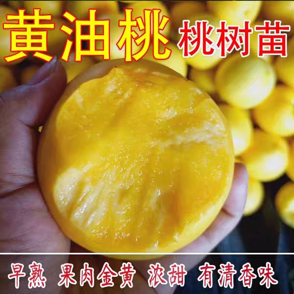 黄油桃苗嫁接桃树苗黄桃树苗南方北方种植当年结果树苗