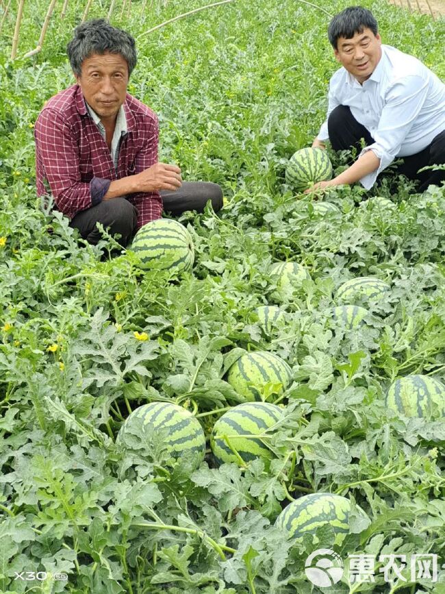 麒麟西瓜 6斤打底 9成熟 1茬