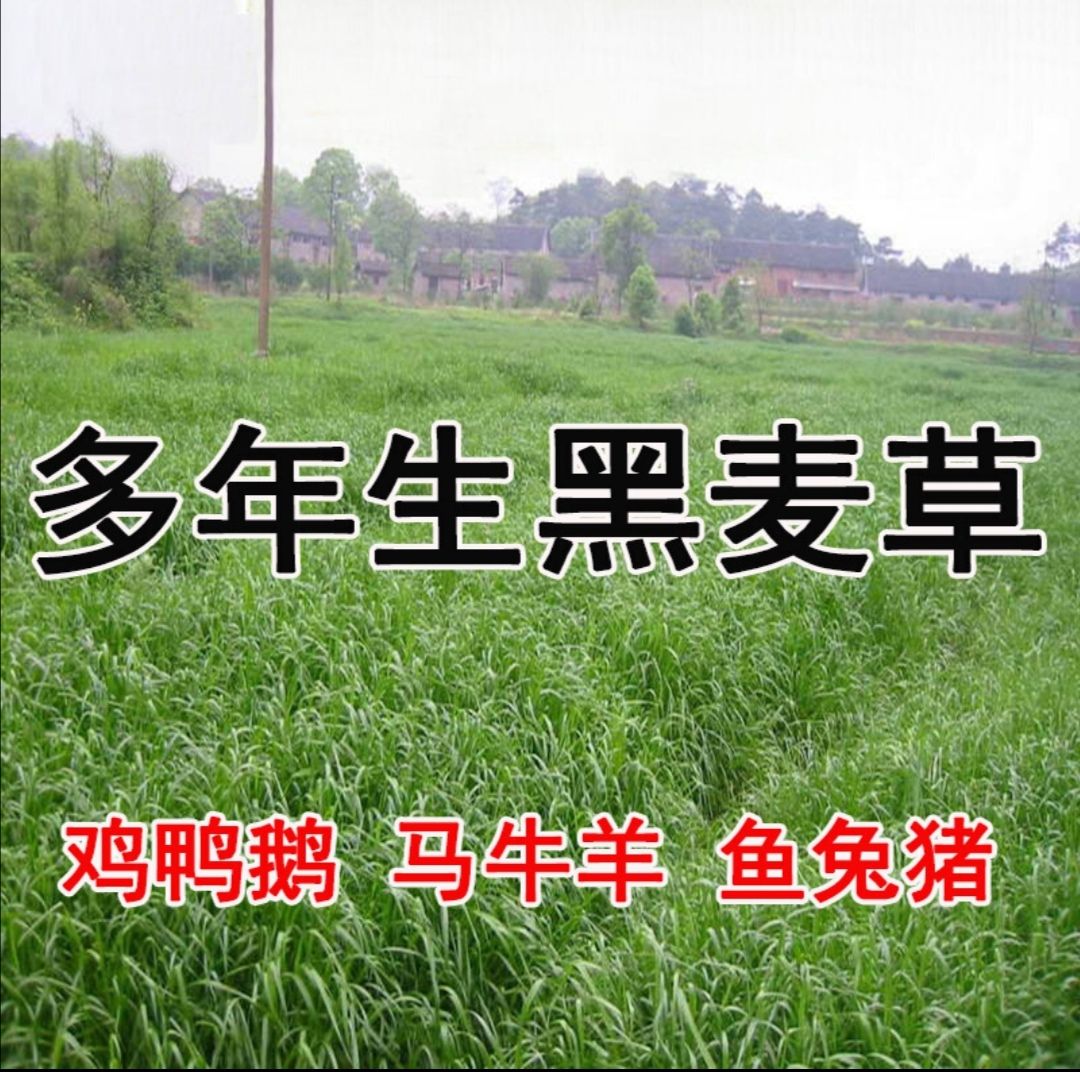 多年生黑麦草种子