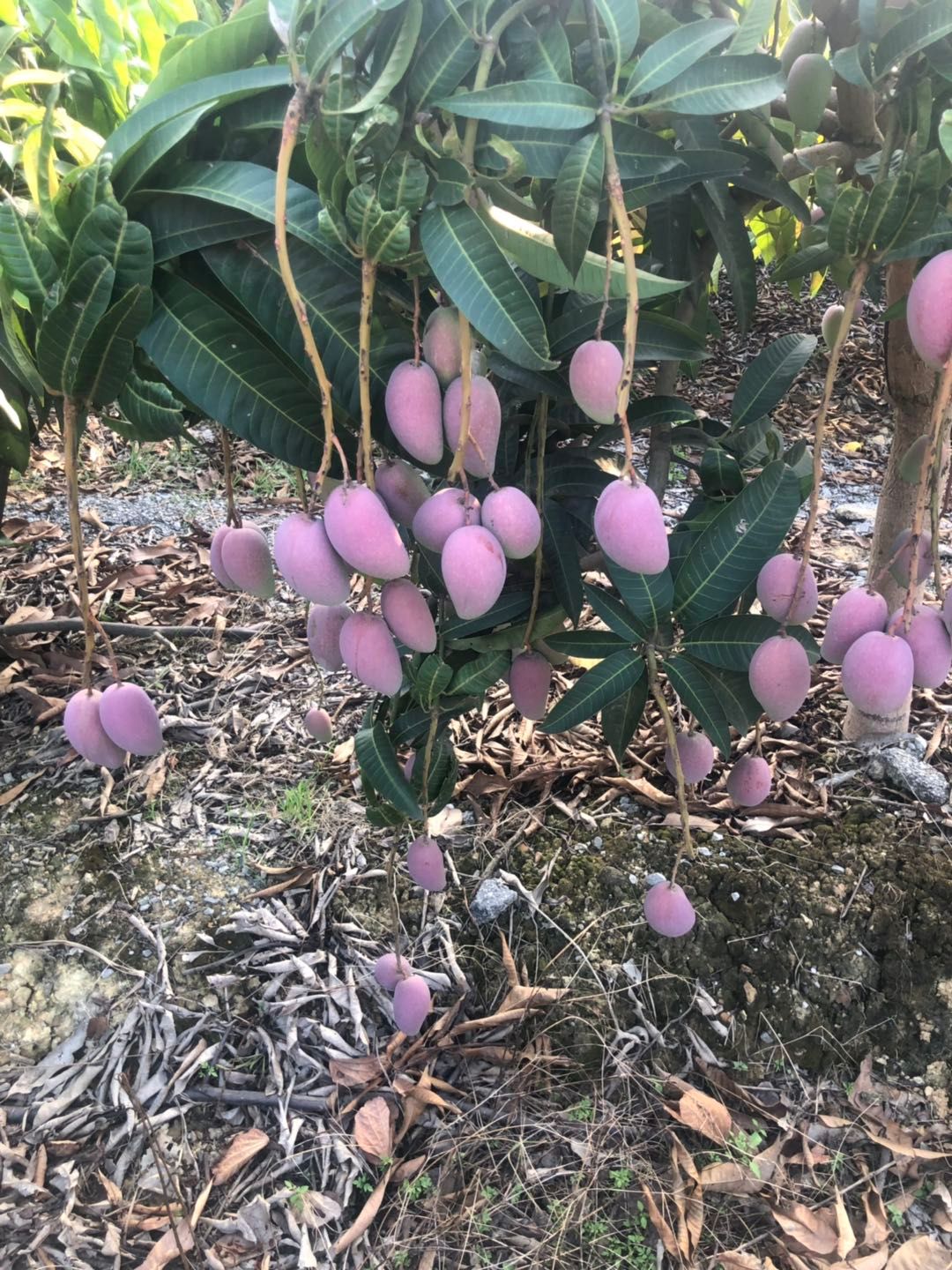 【包邮坏损包售后】贵妃芒果产地直发 汁多核薄，新鲜现摘