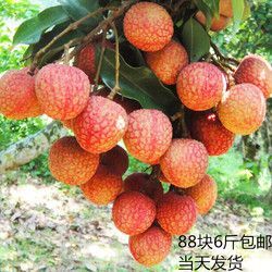 高州市白糖罂荔枝  妃子笑，白糖罂各种品种荔枝