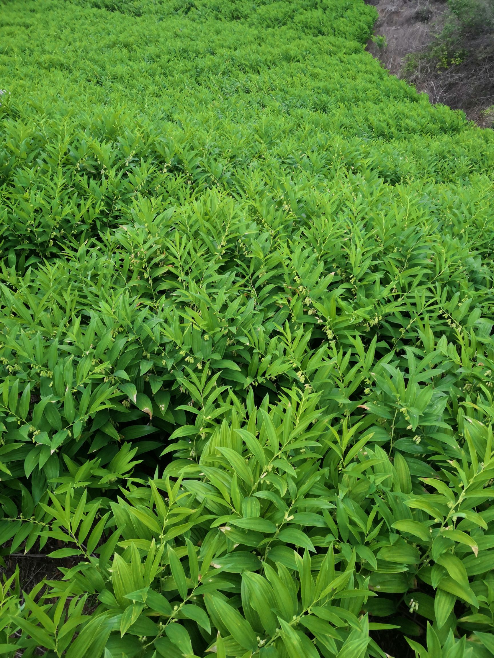 湘玉竹  鲜玉竹