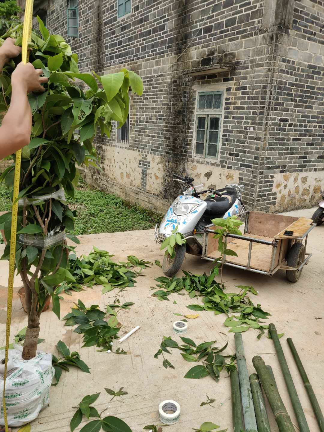 黑金刚莲雾苗 莲雾果苗莲雾嫁接树苗黑金刚大叶红带泥发货盆栽地载庭院种植