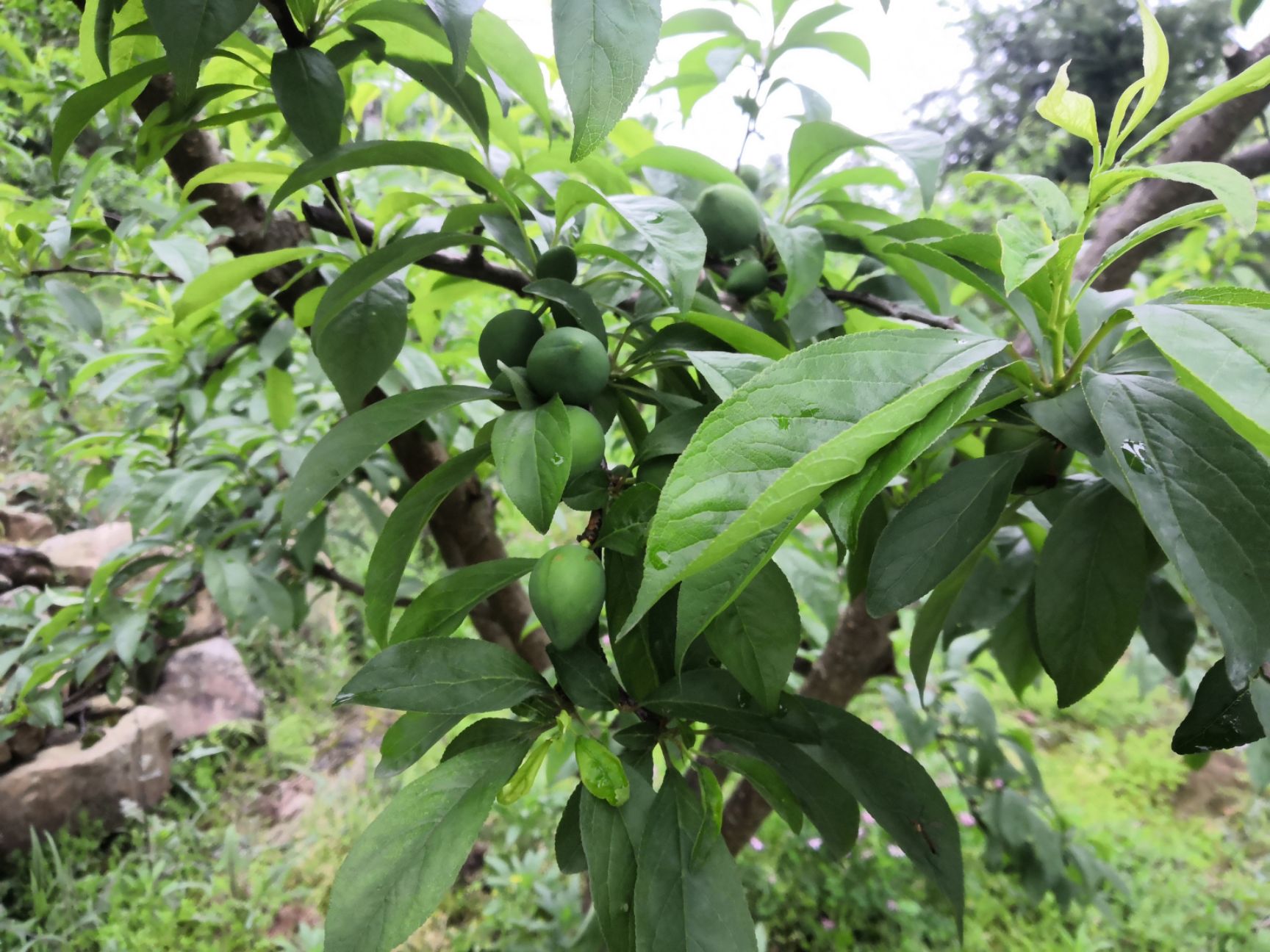 黄金奈李 黄金蜜奈