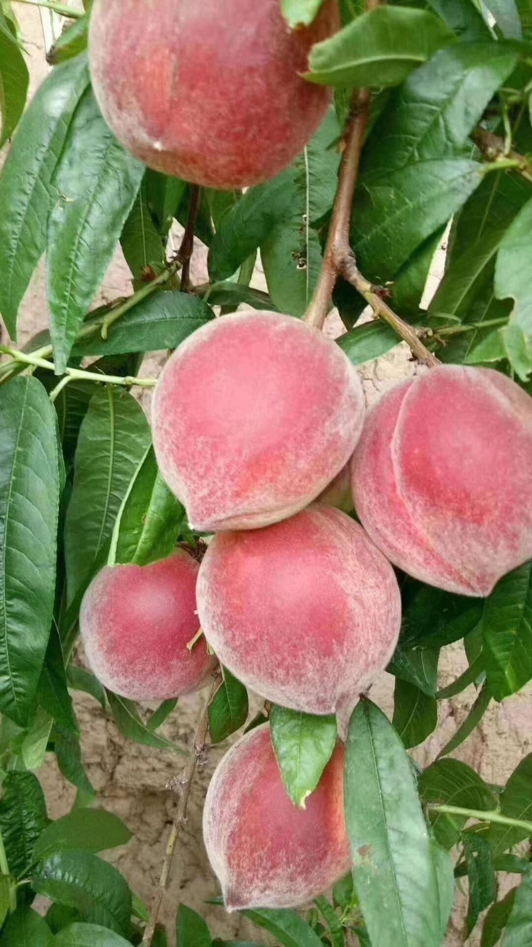  陕西水蜜桃来袭