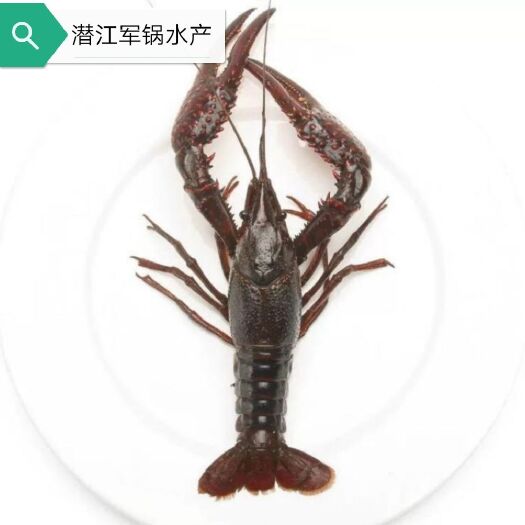 潜江市 潜江稻田清水小龙虾硬规格6以上大青直供餐馆酒店