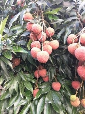 合江县 全国荔枝晚熟基地