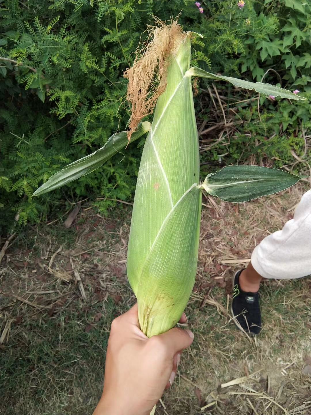 万糯2000玉米 万糯2000