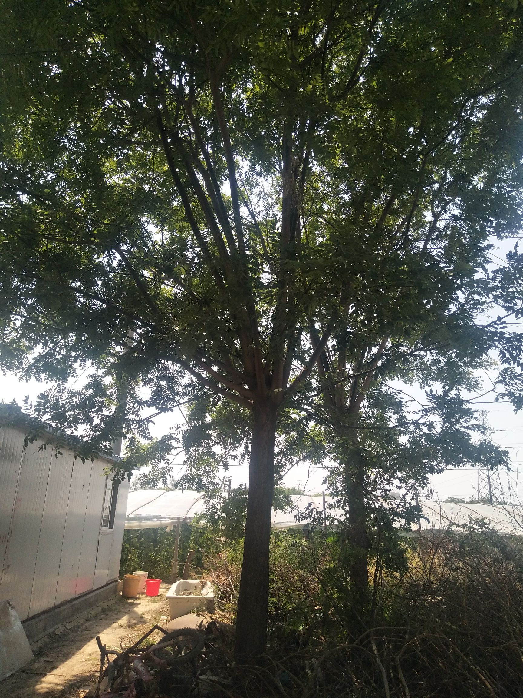 原生国槐 18--22国槐发冒多年