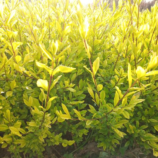  金叶水蜡50起步 陕西金叶水蜡杯苗多分枝 量大价优