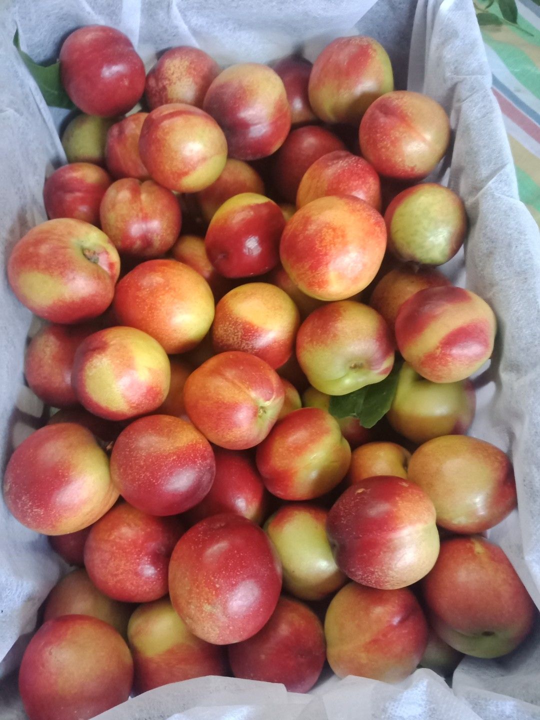河南南阳曙光油桃大量上市中颜色漂亮，个头大，口感脆甜产地直供