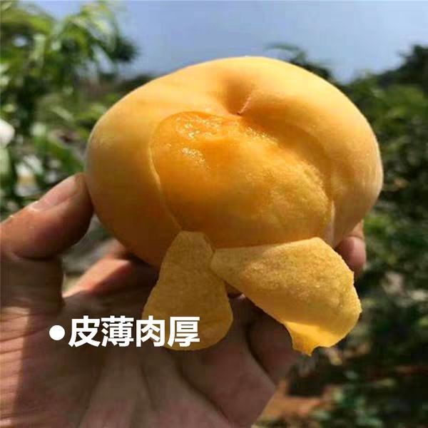 黄油桃苗嫁接桃树苗黄桃树苗南方北方种植当年结果树苗