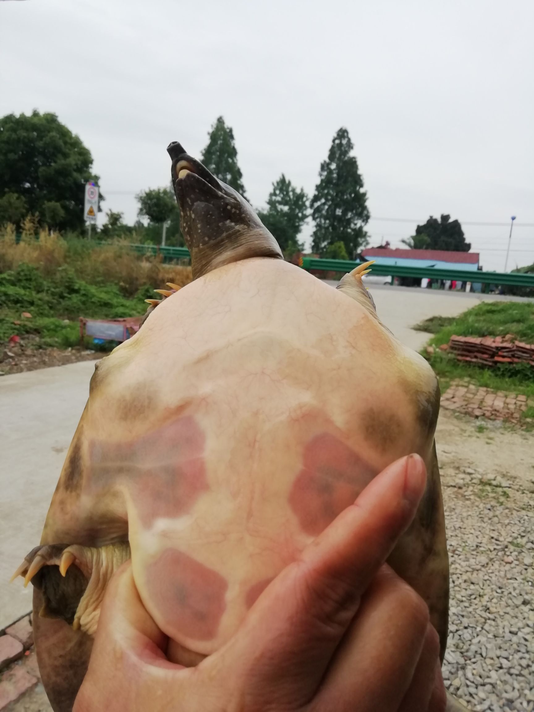 甲鱼，外塘货，肉质鲜美，需要的请联系