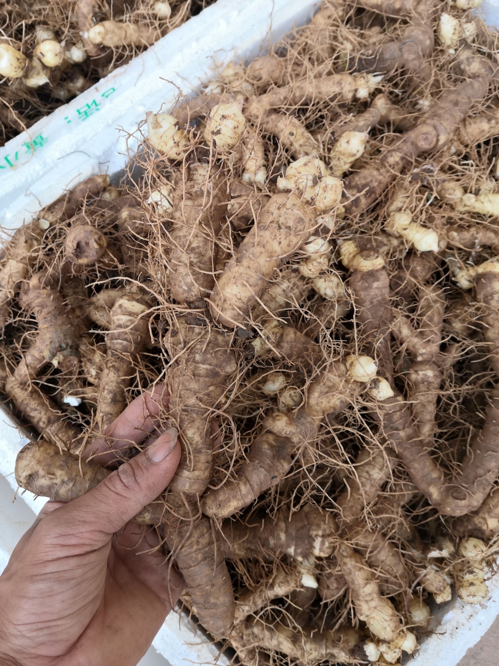 湘玉竹  鲜玉竹