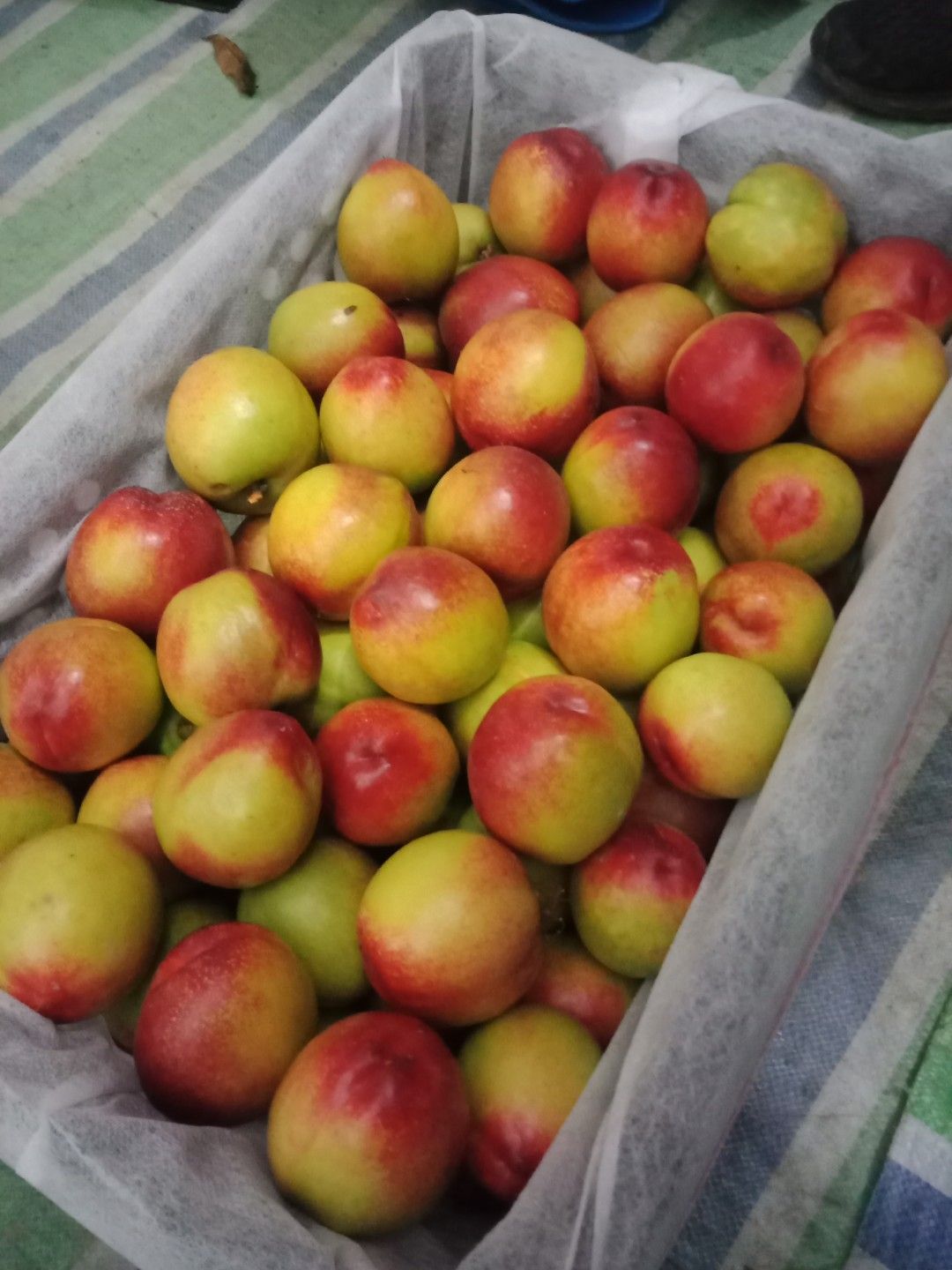 河南南阳曙光油桃大量上市中颜色漂亮，个头大，口感脆甜产地直供